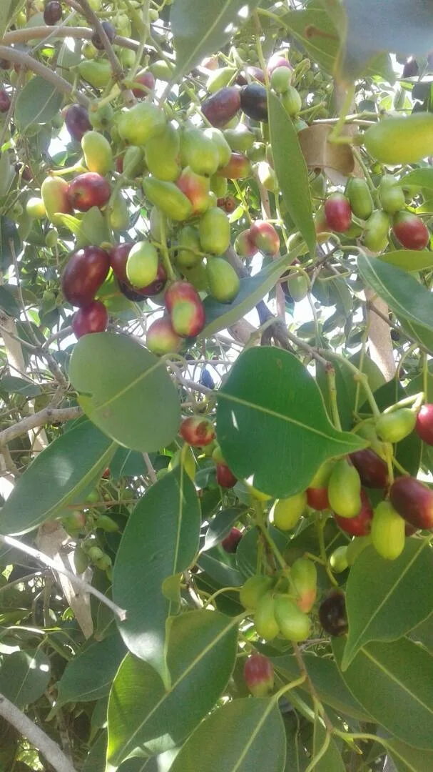 Ripe jamoon fruits clustered on the branch, ready for hand-harvest