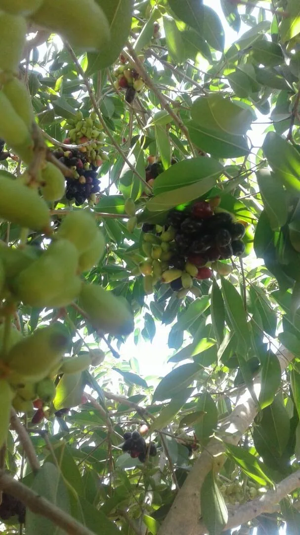 Konkan Bahadoli jamoon on the tree — the variety SVBS supplies in bulk