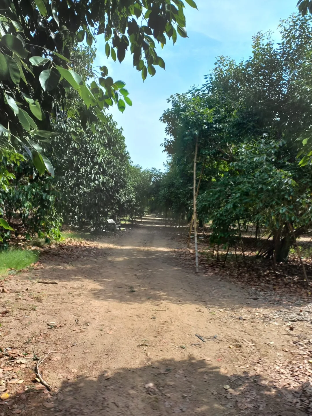 Rows of mature jamoon trees stretching across the 40-acre Marripadu orchard