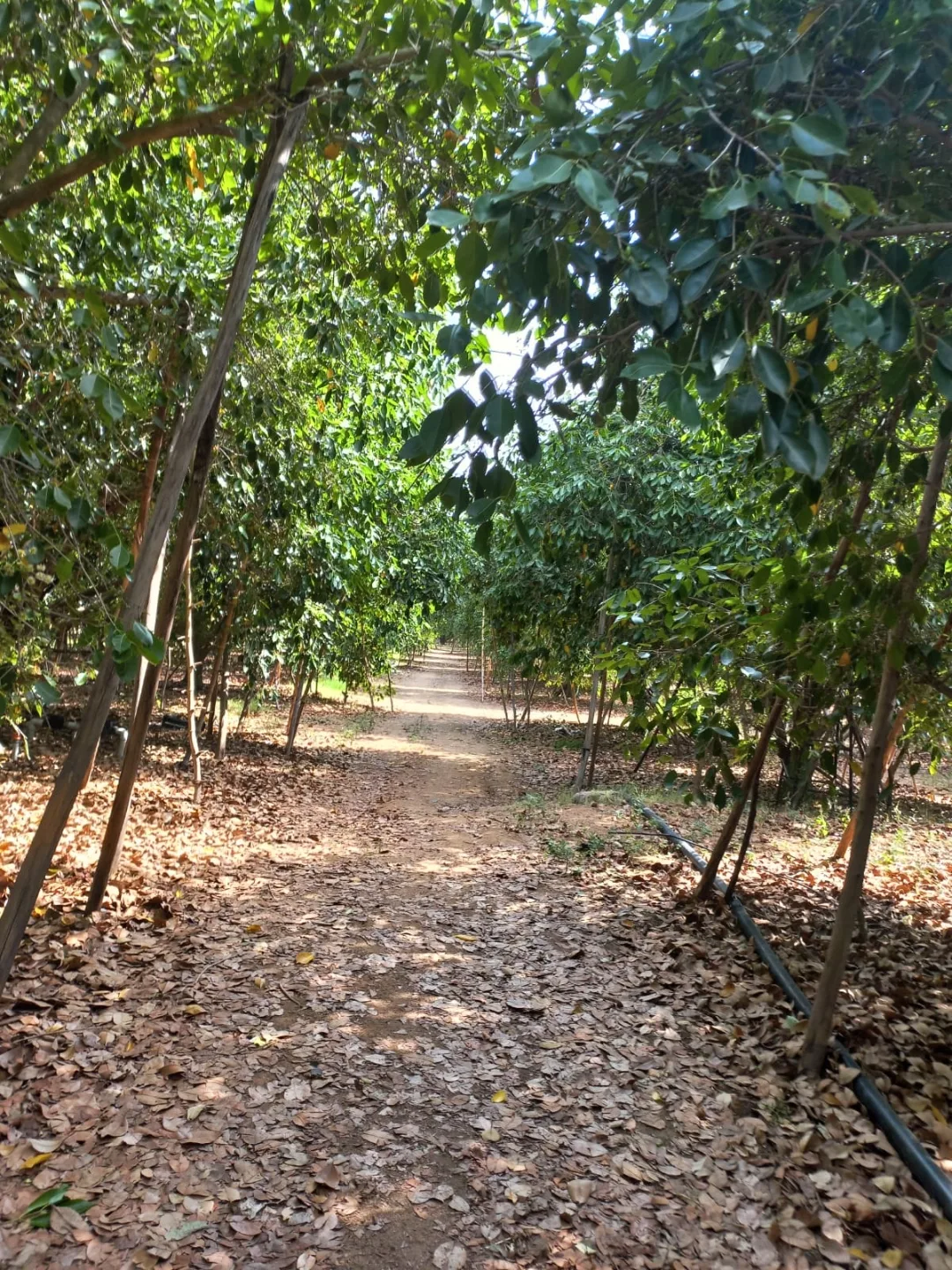 Tunnel of jamun canopies with drip irrigation lines running between the rows