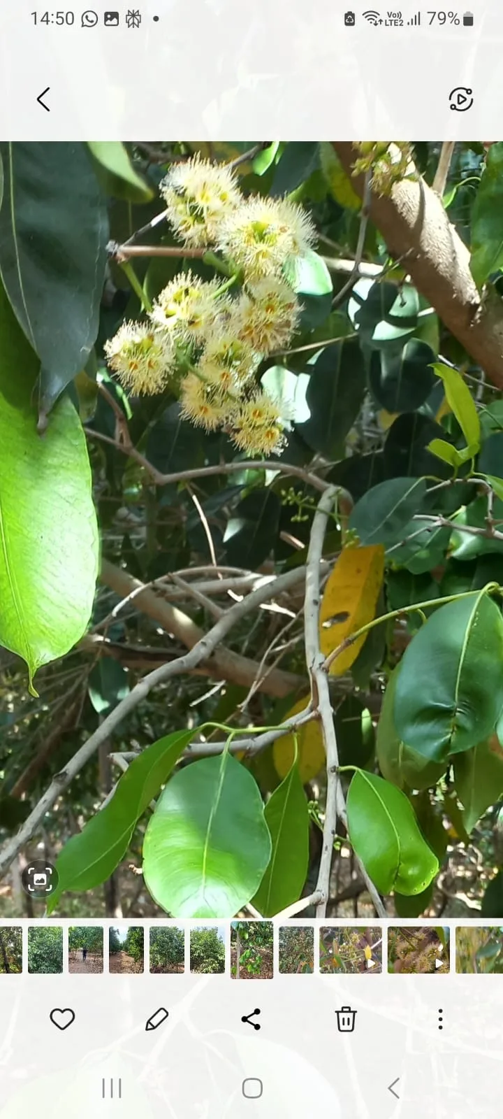 Cream-white jamun blossoms from the Marripadu orchard — the bloom that brings the bees
