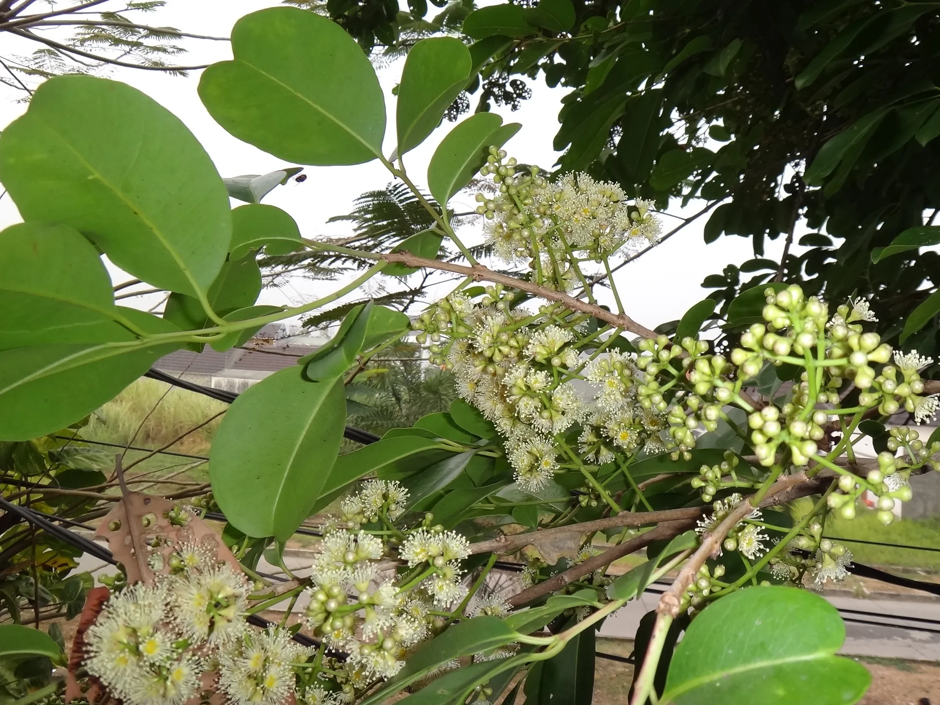 Jamun blossom close-up — Syzygium cumini in flower