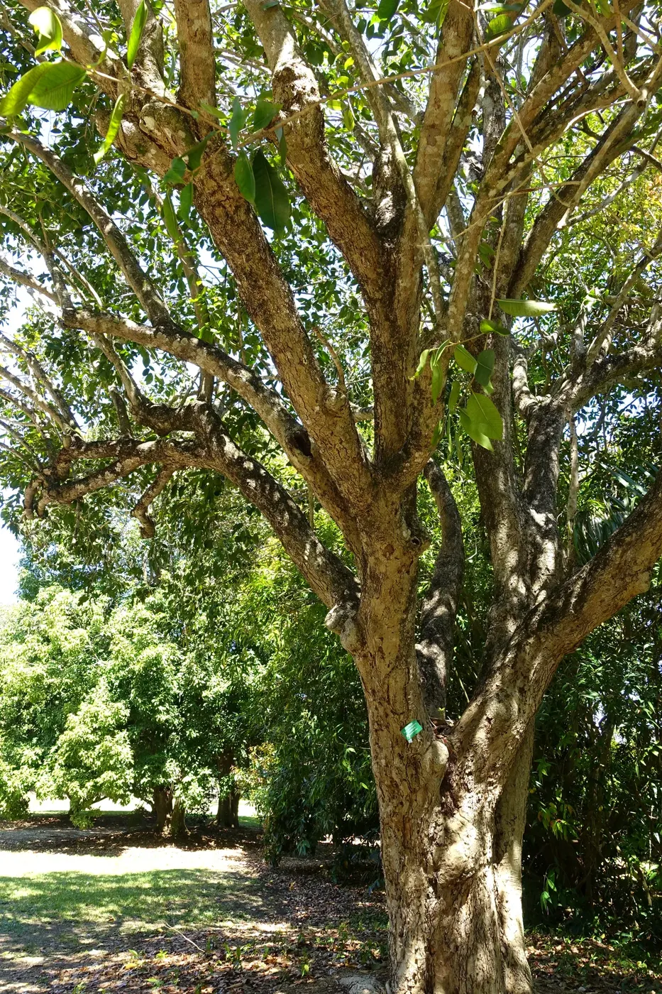 Mature jamun tree trunk — the kind planted by the founder's grandfather nine decades ago